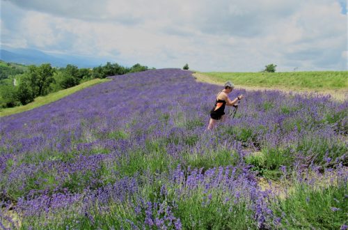 Sale San Giovanni lavanda