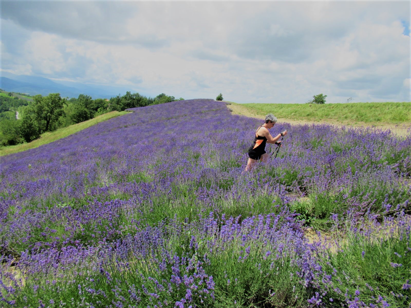 Sale San Giovanni lavanda